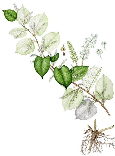 Japanese Knotweed: From Invasive Weed to Resveratrol Source