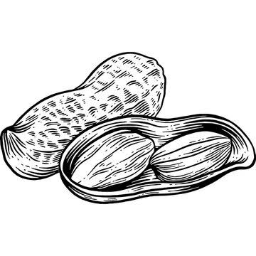 Resveratrol in Food: A Complete List